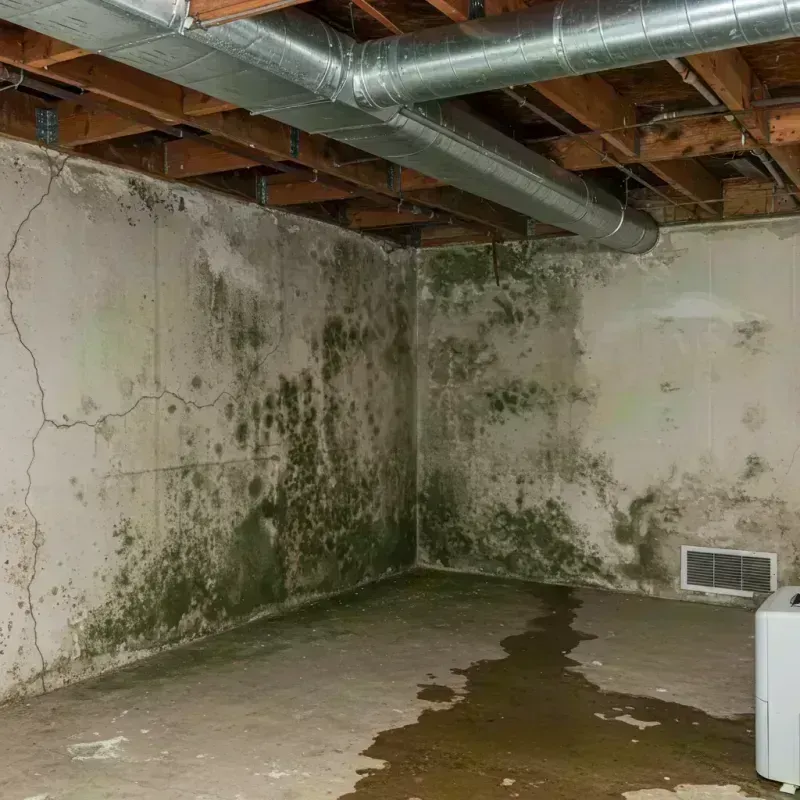 Professional Mold Removal in Madison County, MO